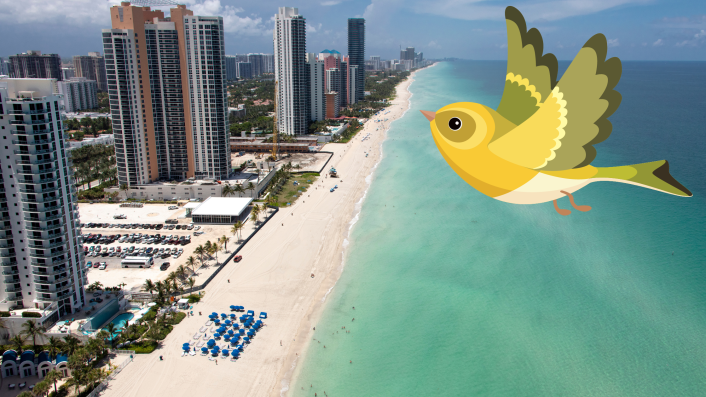 Snowbird survolant les rivages ensoleillés de la Floride, incarnant l'attrait de l'immobilier en Floride dans le Sunshine State.